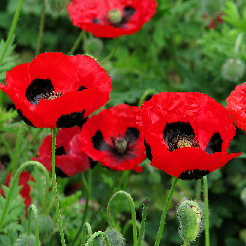 Graines de Coquelicots