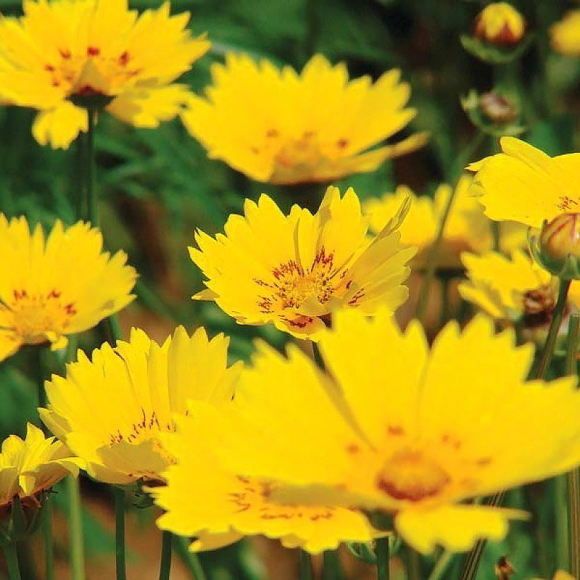 Graines de Coreopsis