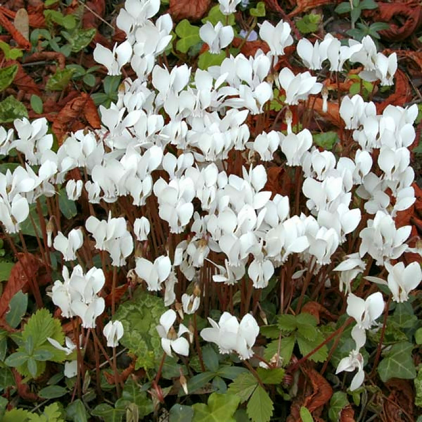 Graines de Cyclamens