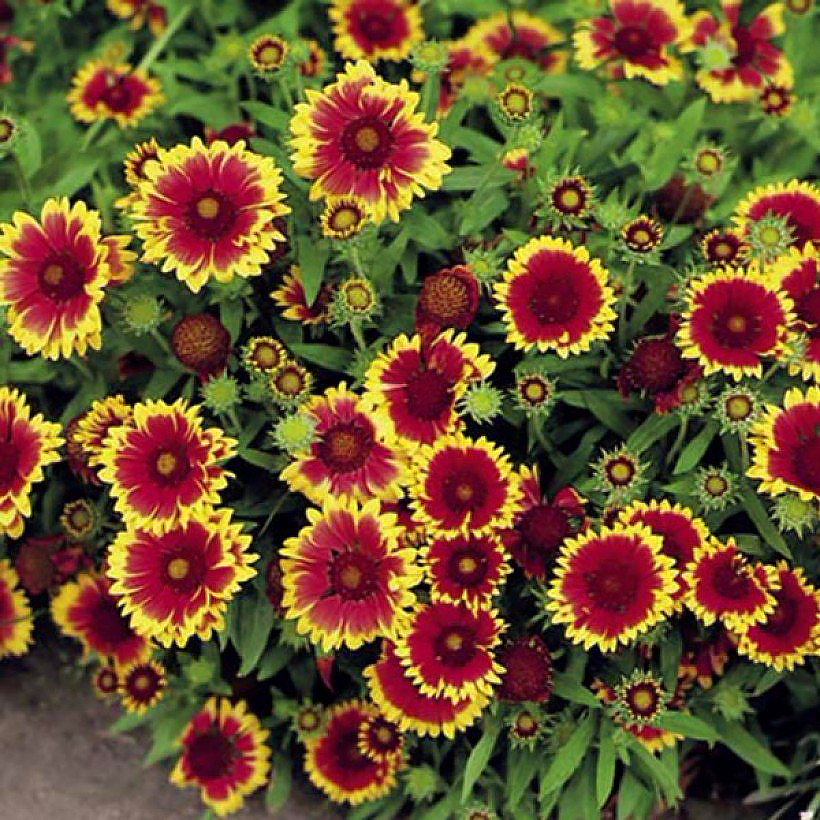 Graines de Gaillardes