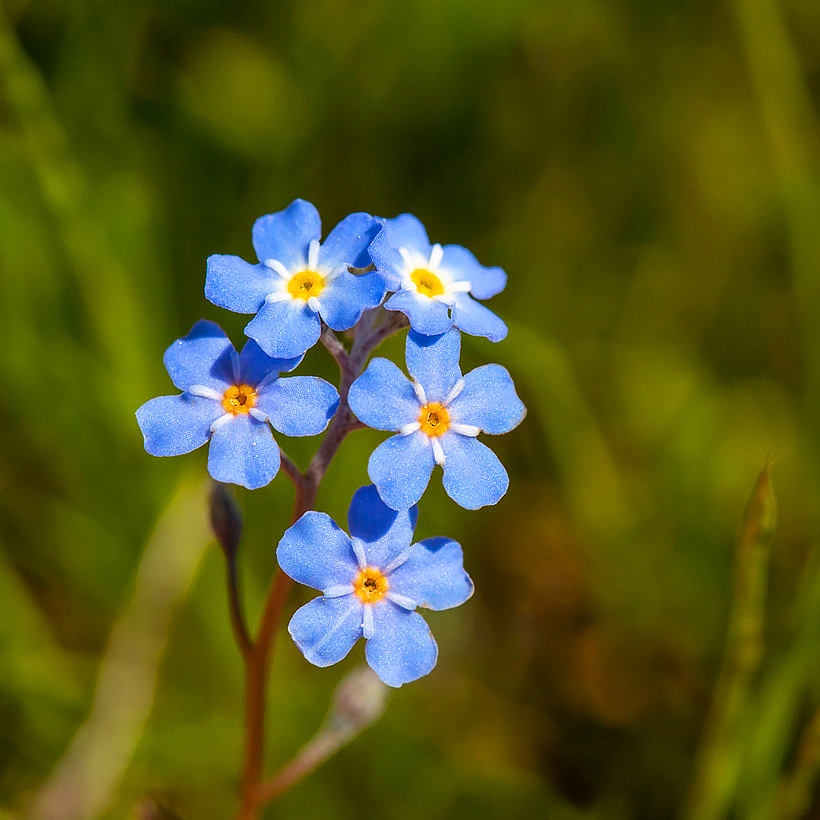 Graines de Myosotis