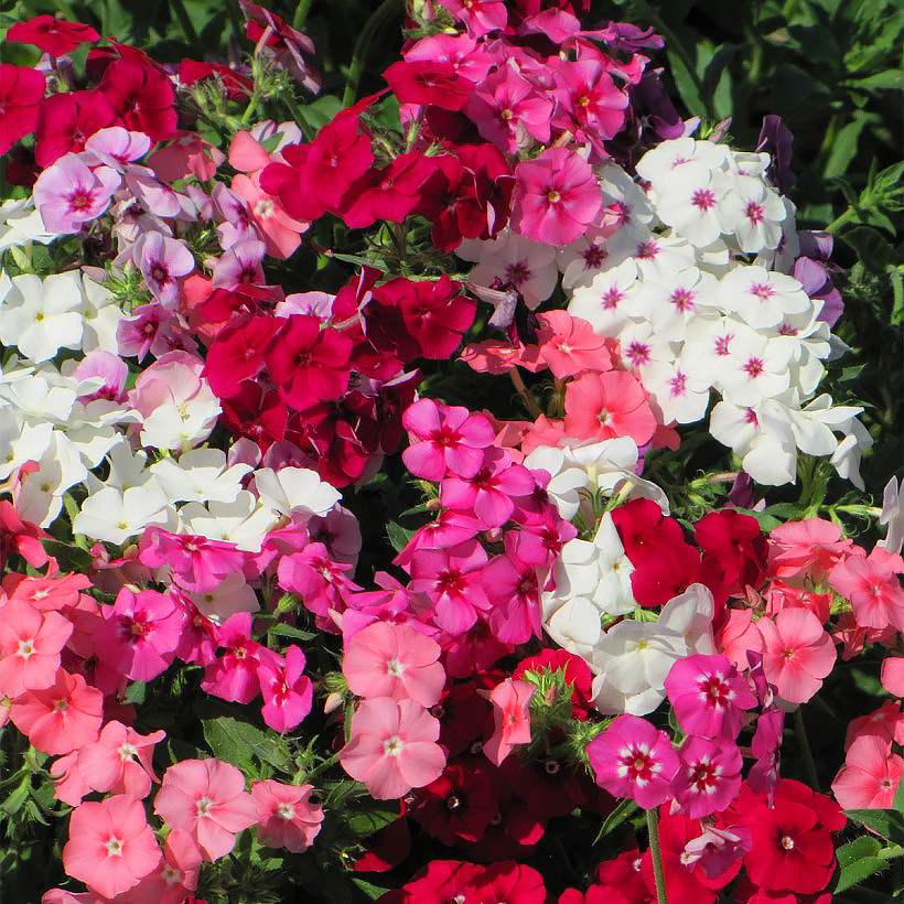 Graines de Phlox