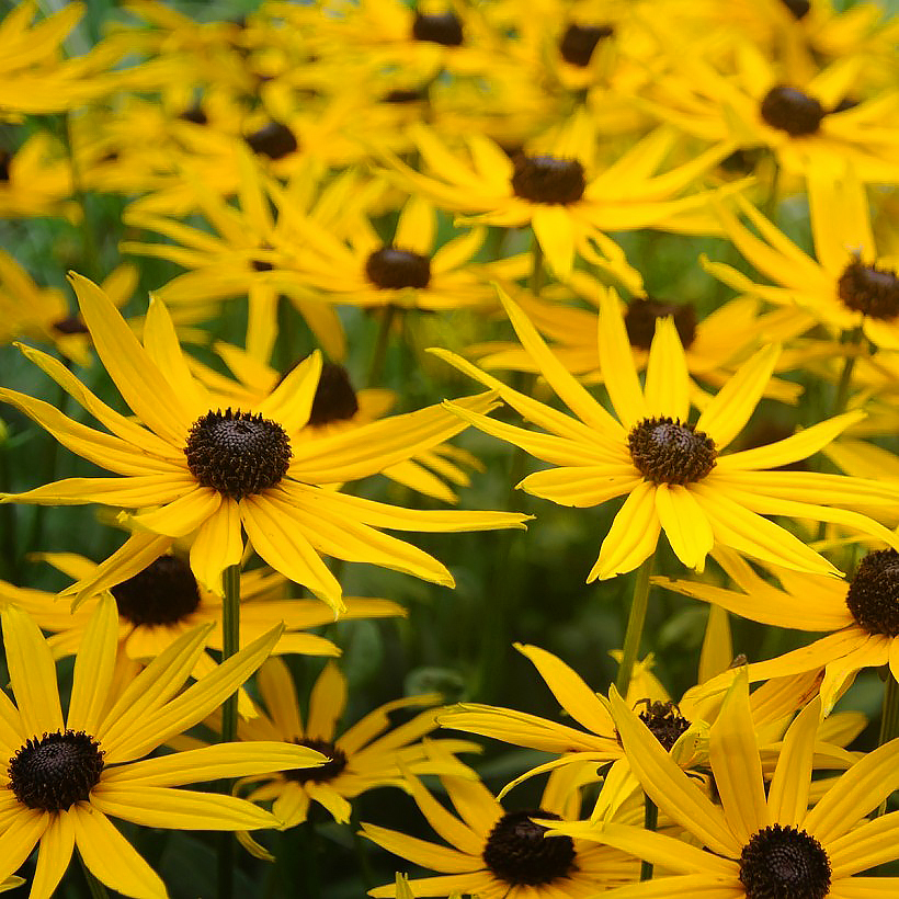 Graines de Rudbeckias