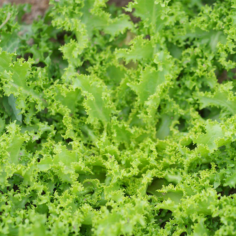 Sativa Herbes Aromatiques Bio Basilic à Grandes Feuilles, 1 sachet -  Bloomling Belgique