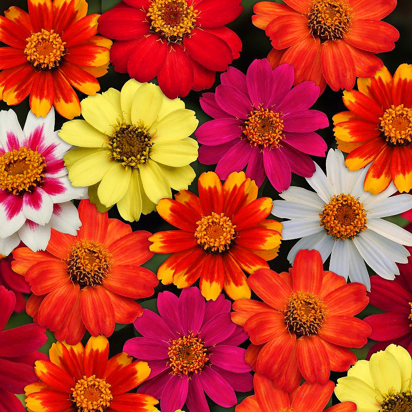 Graines de Zinnias