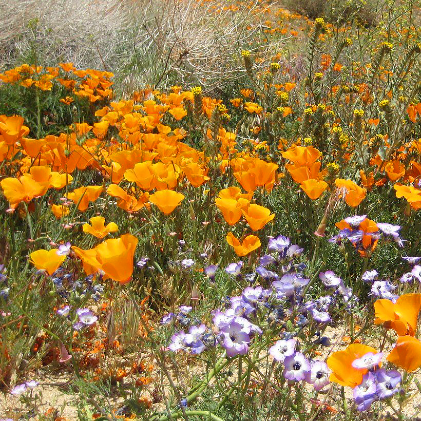 Graines de pavot de Californie (Eschscholzia)