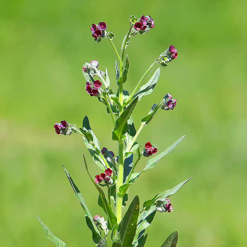 Graines de Cynoglossum - Langue de chien