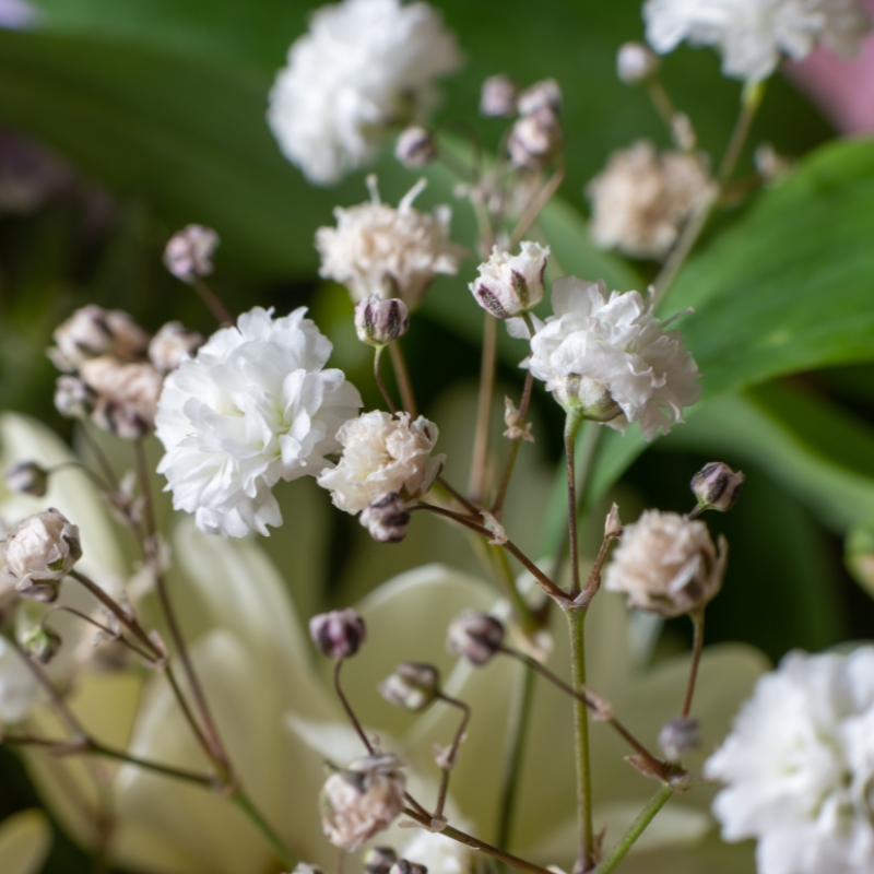 Graines de Gypsophile