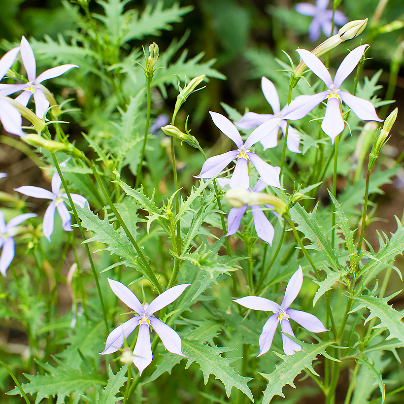 Graines de Laurentia ou Isotoma