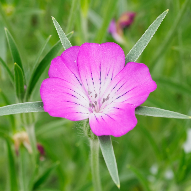 Graines de Nielle des blés - Agrostemma githago