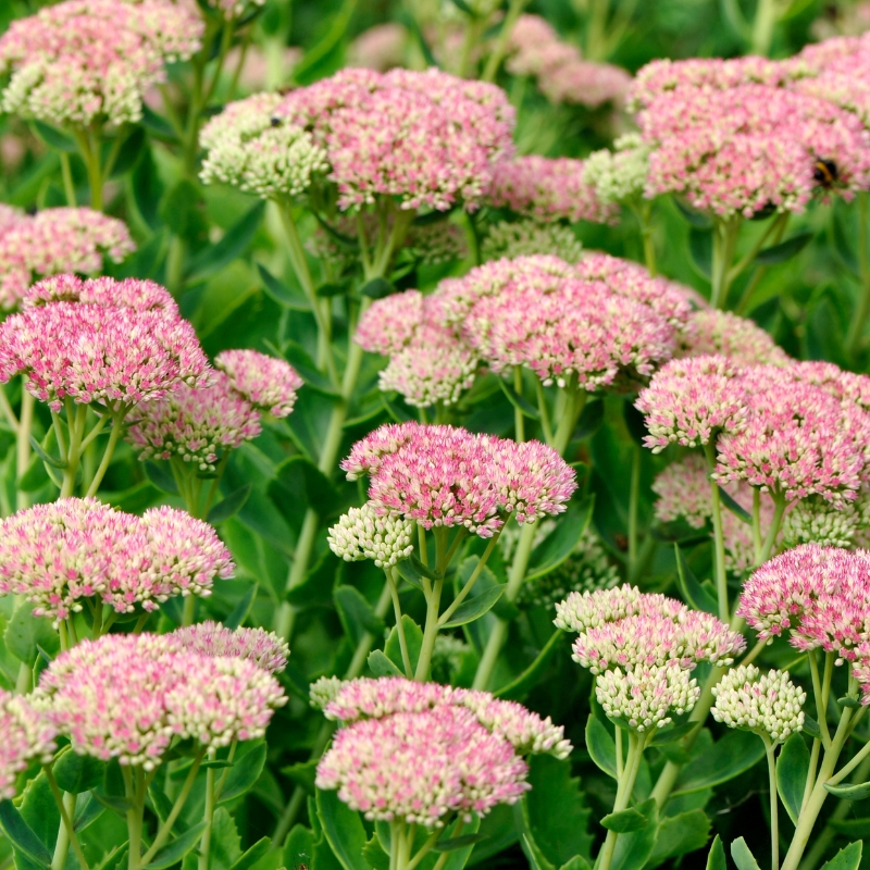 Graines de Sedum