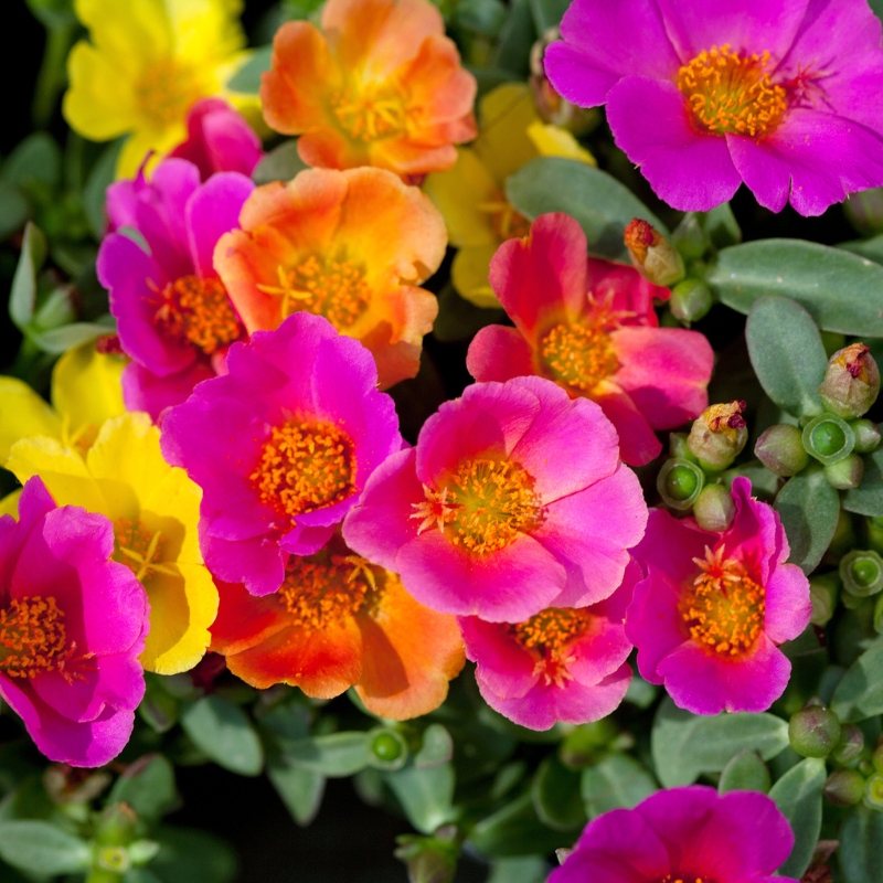 Graines de Pourpiers - Portulaca