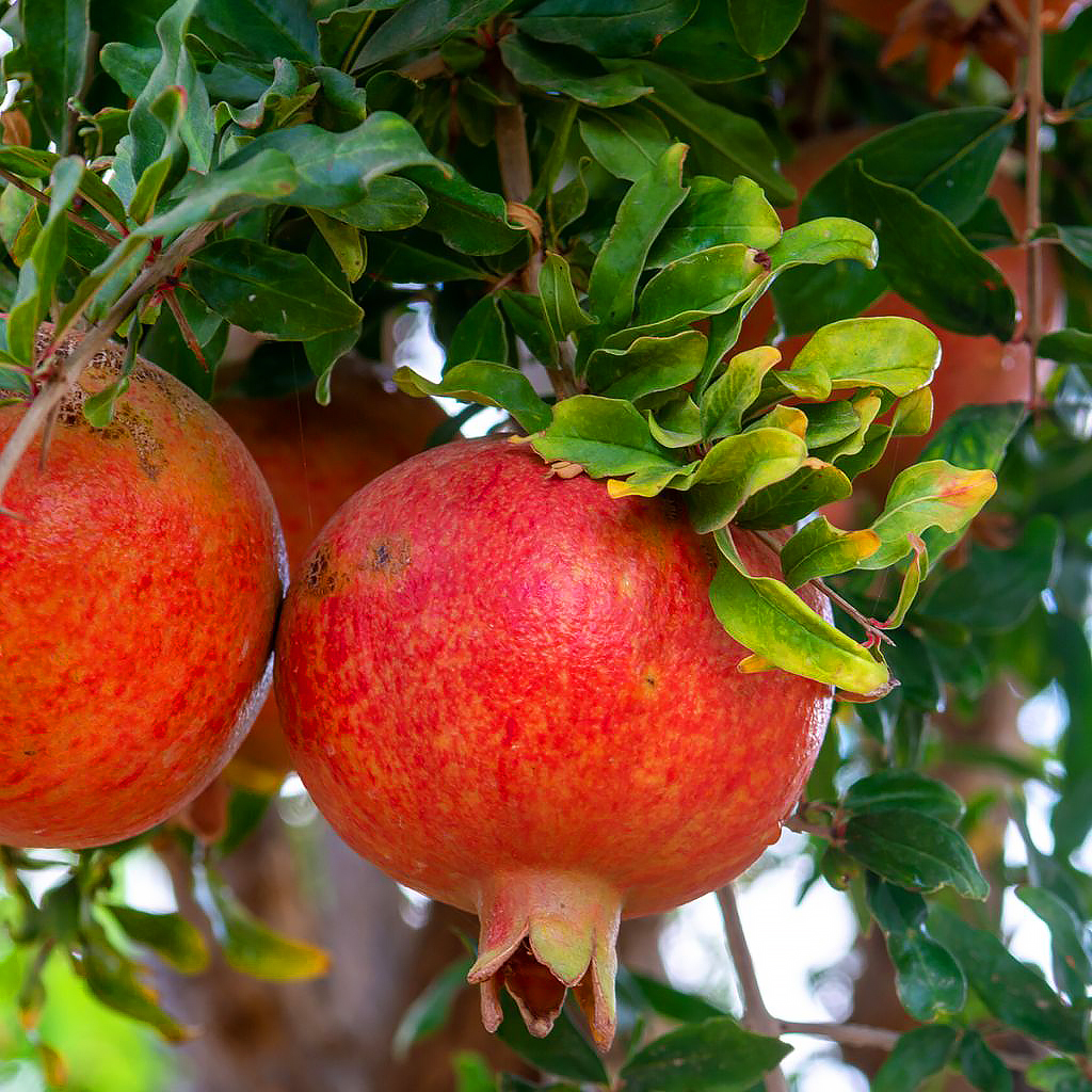 Grenadiers à fruits