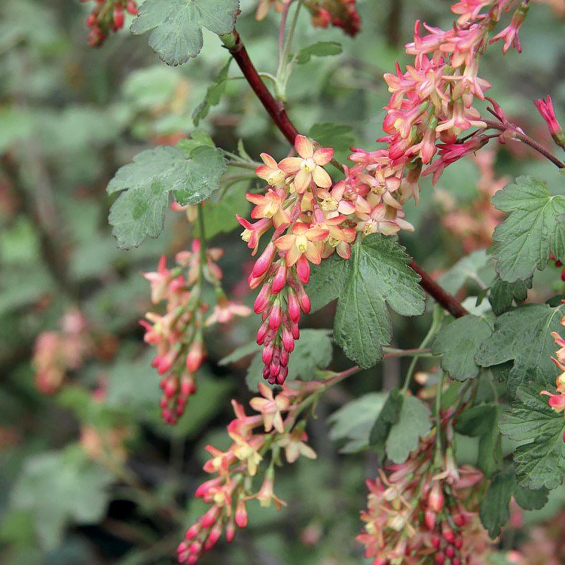 Groseillier à fleurs (Ribes)