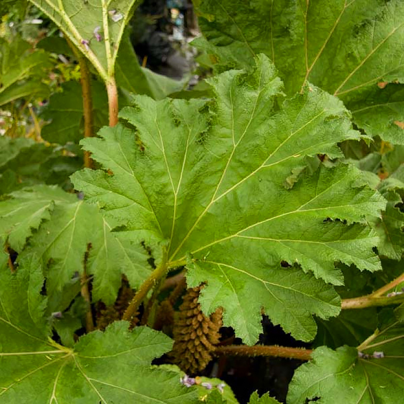 Gunnera