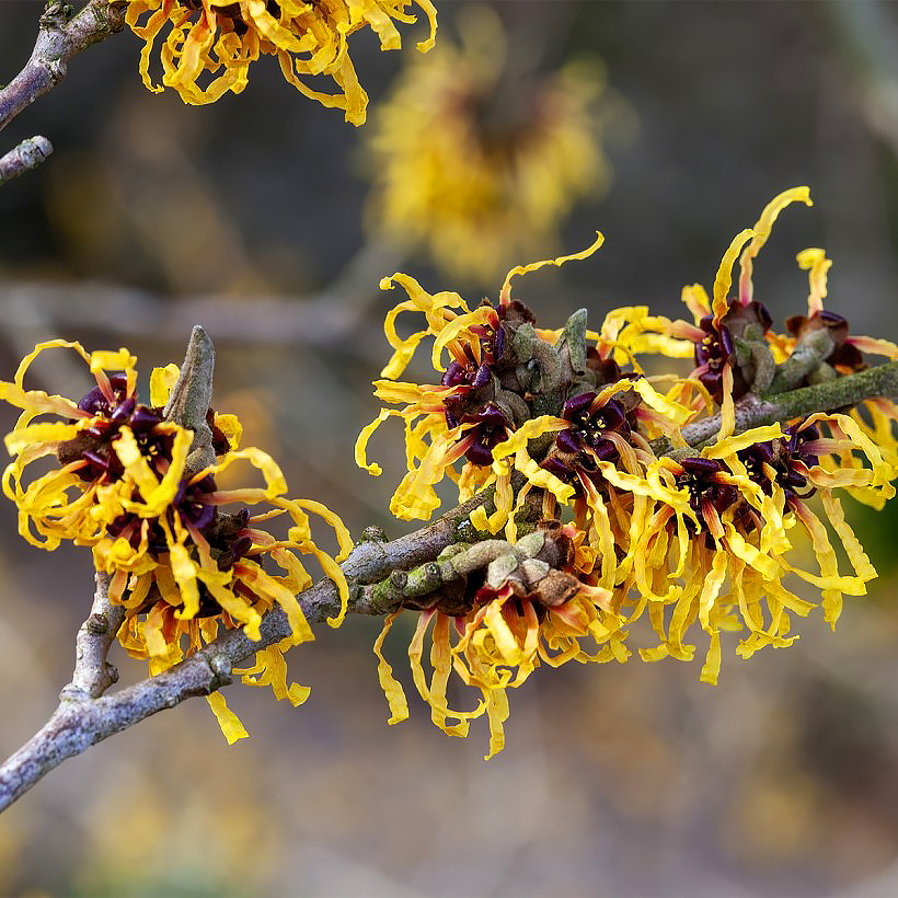 Hamamelis - Noisetier de sorcière