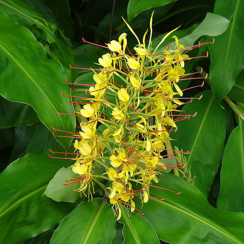 Hedychiums