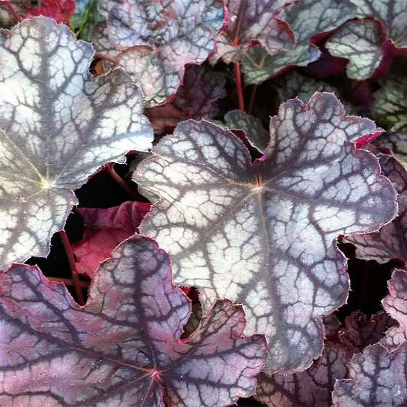 Heucheras