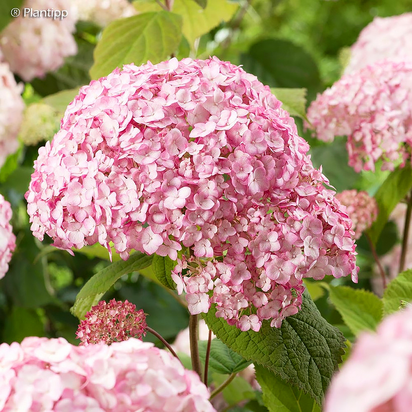 Hortensia Hydrangea arborescens