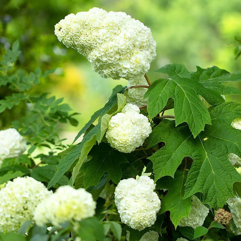 Hortensia à feuilles de chêne - Hydrangea quercifolia