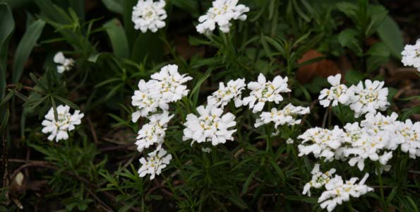 plante vivace 8 lettres