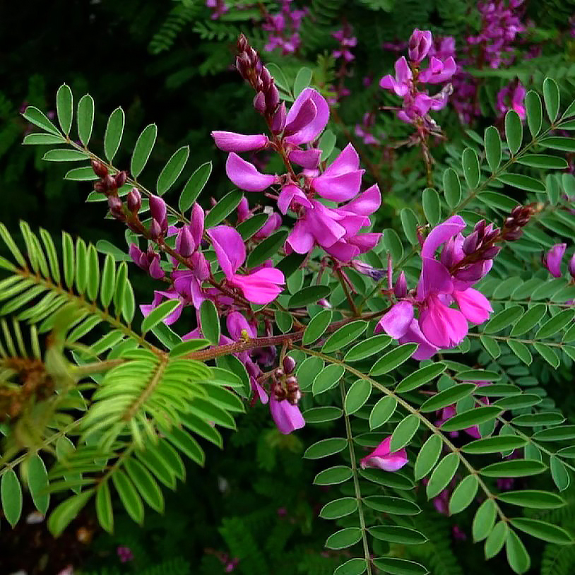 Indigotier - Indigofera