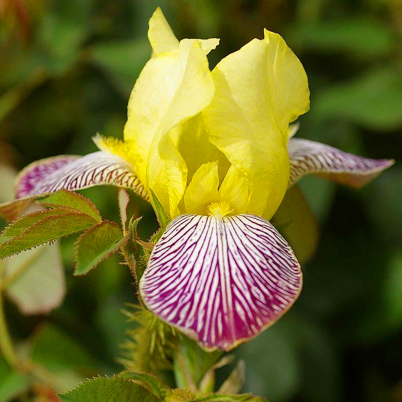 Iris des jardins de collection Lugano Blanc remontant