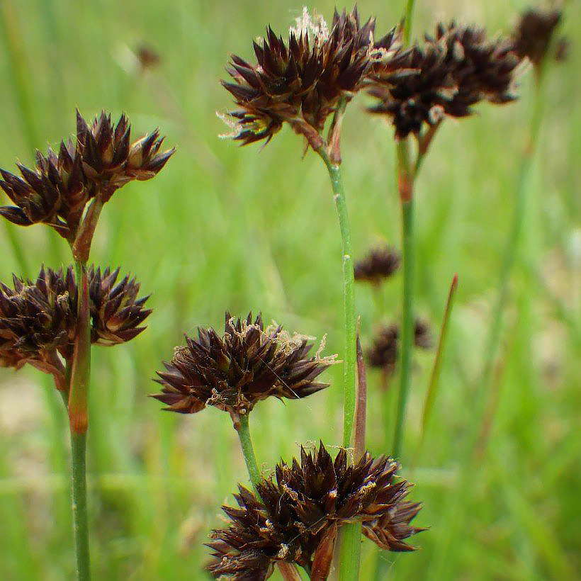 Juncus