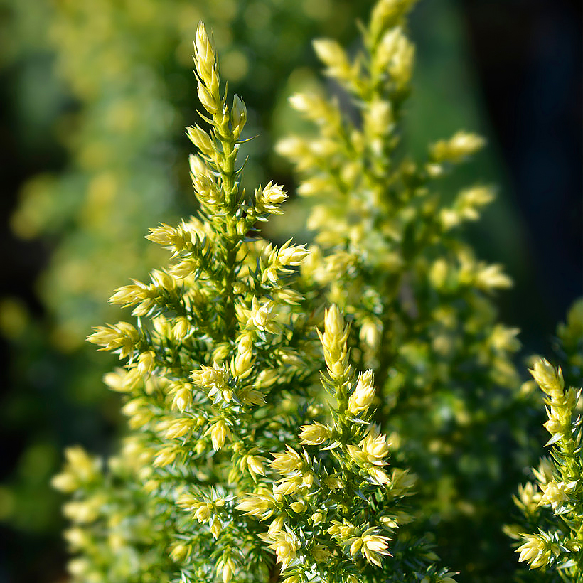 Juniperus (Genévrier)