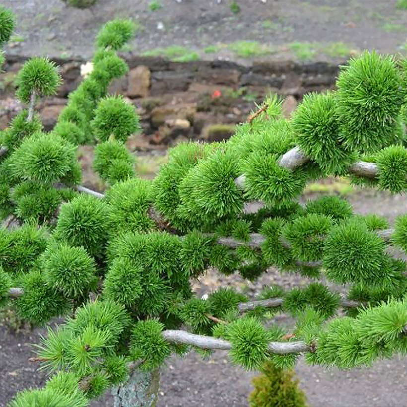 Larix - Mélèzes