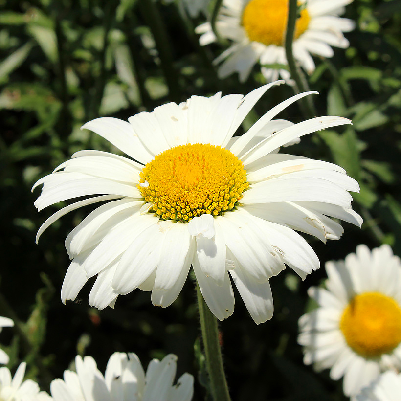 Leucanthemes