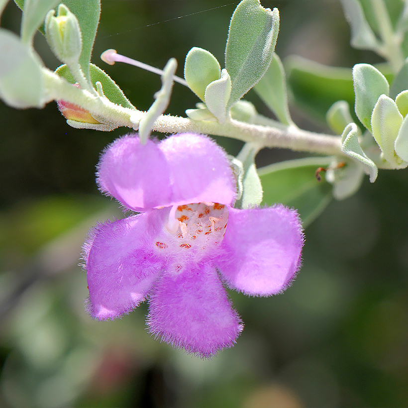 Leucophyllum - Sauge du désert