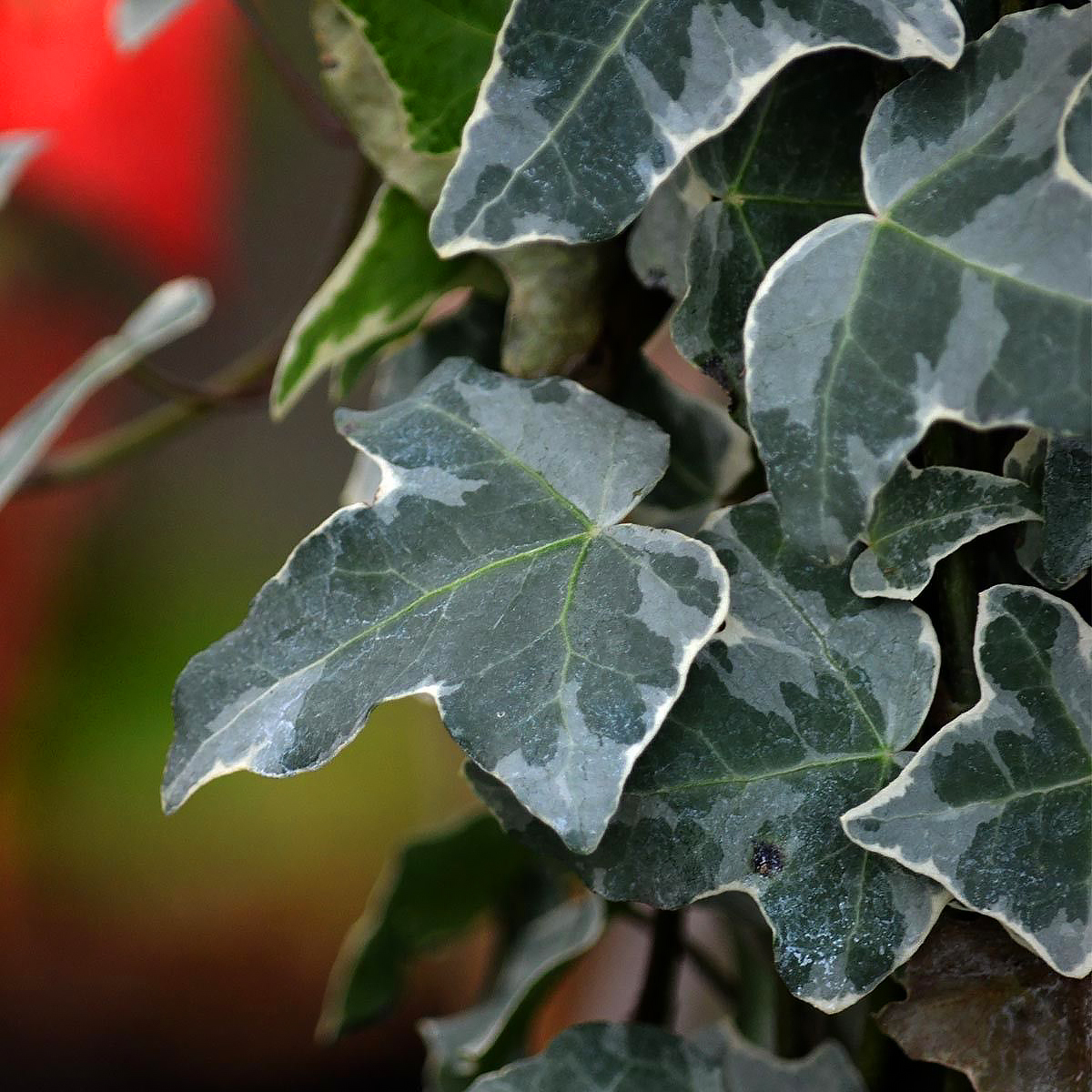 Lierres - Hedera