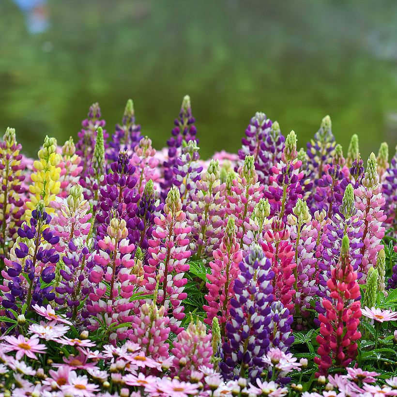 Lupins