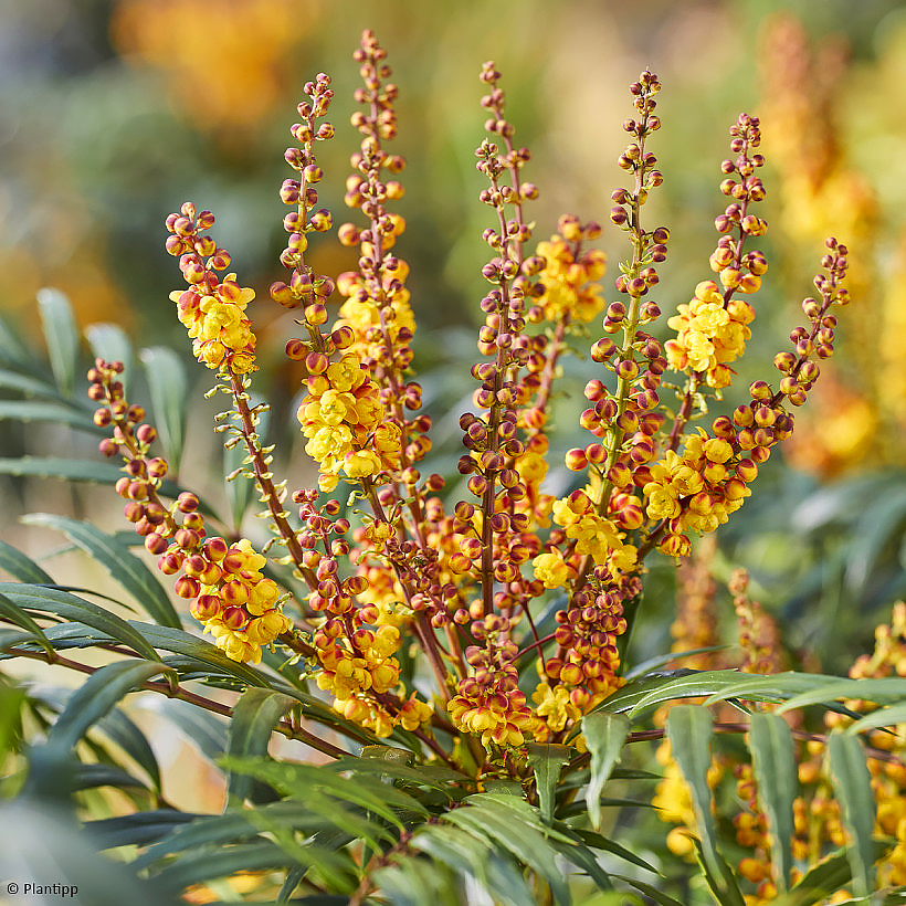 Mahonias