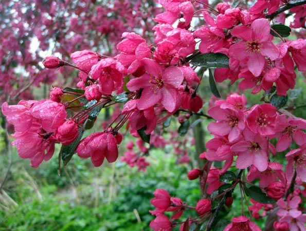 4 images d arbustres en fleur en 6 lettre