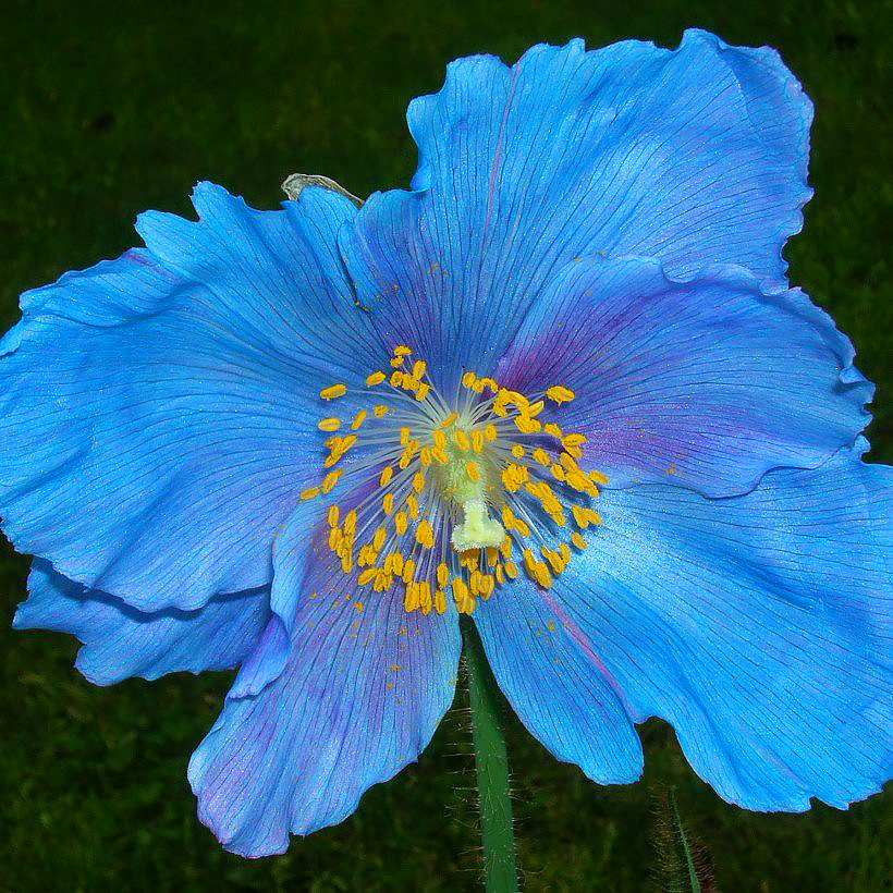 Meconopsis