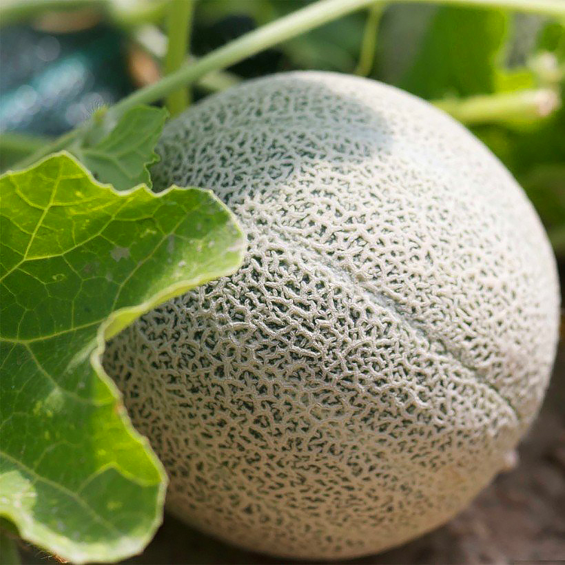 Plant de Melon Jaune Canari bio- Vente de plant bio en ligne