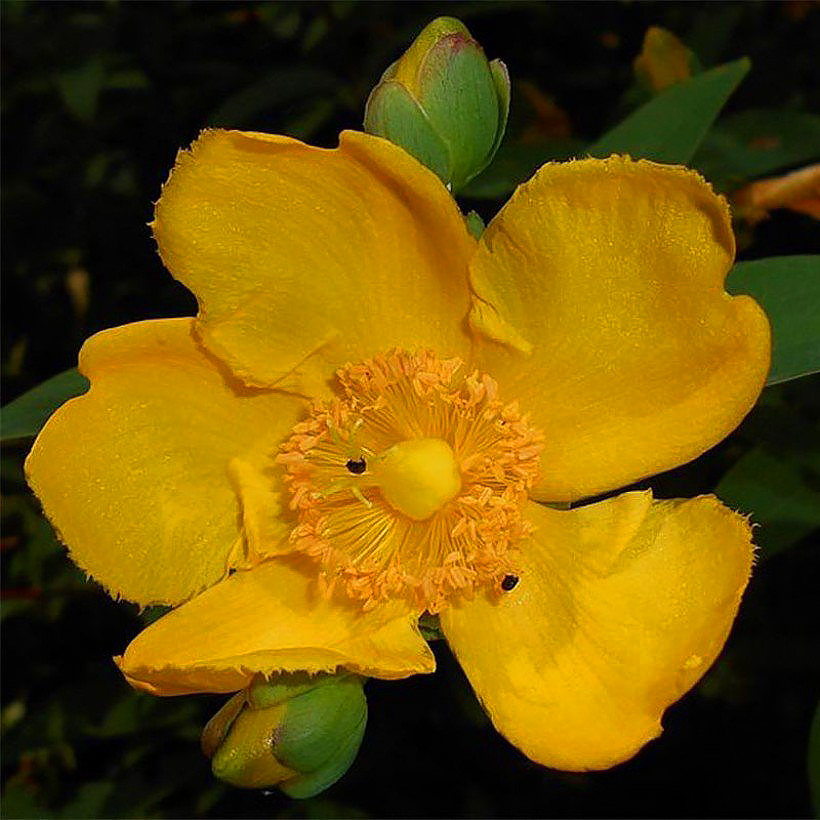 Millepertuis (Hypericum)