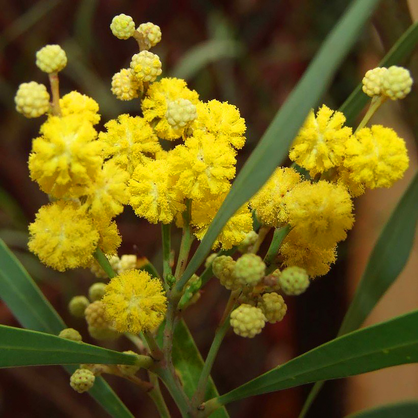 Mimosa - Acacia