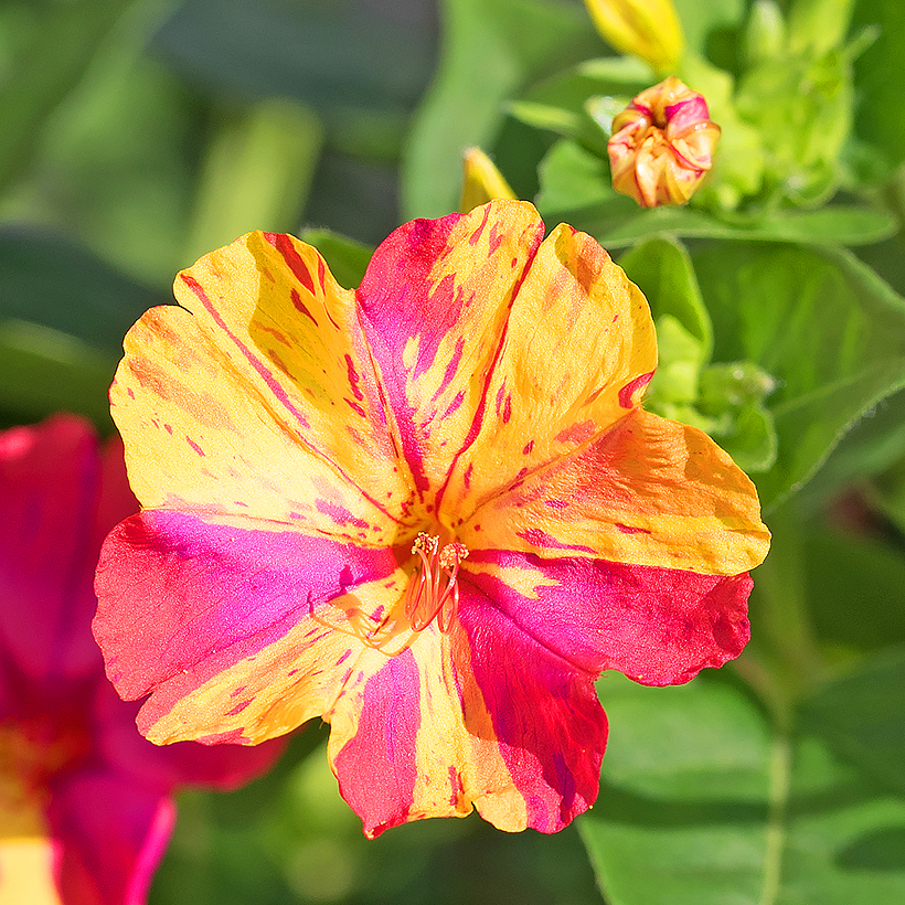 Graines de Belle de nuit (Mirabilis)