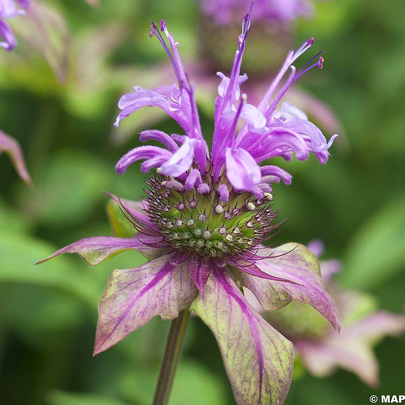 Monardes