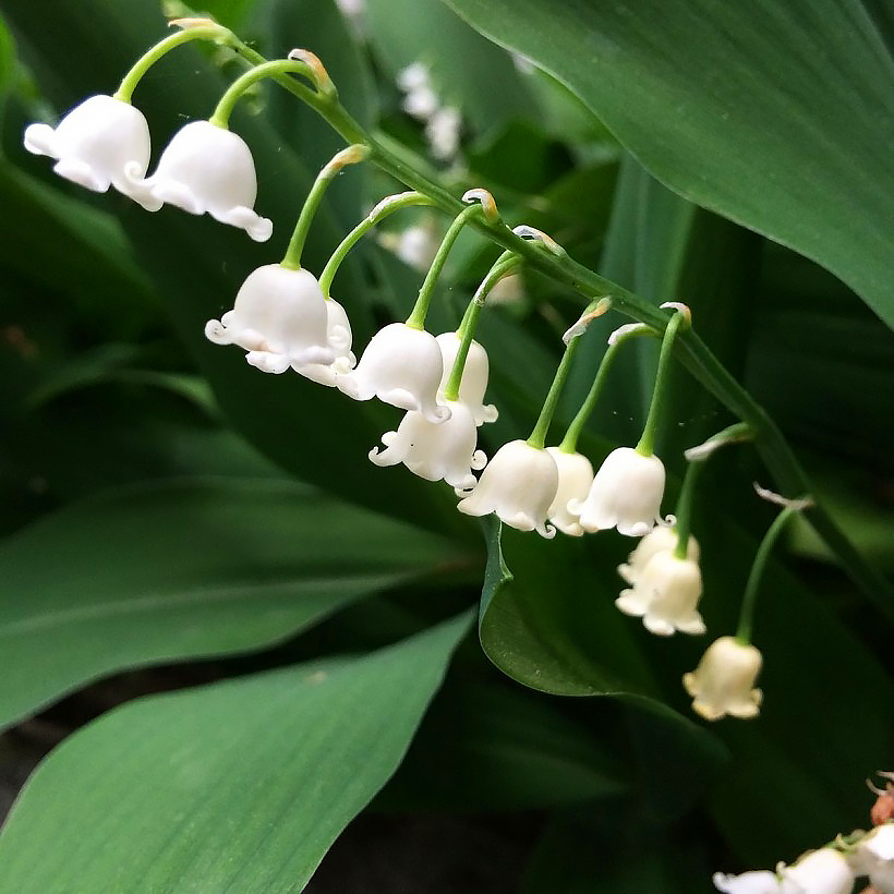 Muguet