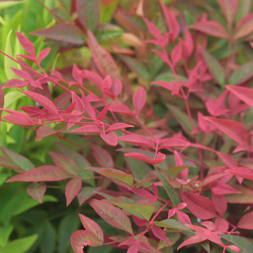 Nandina - Bambou sacré