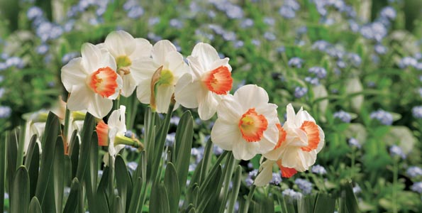 100 variétés de bulbes de Narcisses et jonquilles pour votre jardin