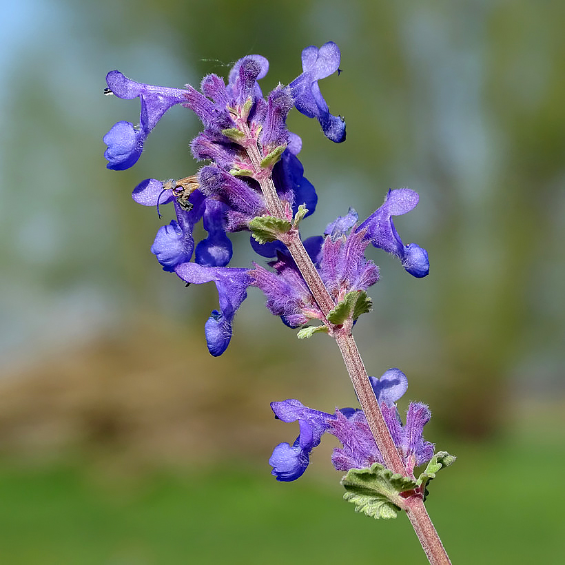 Ficelle de jardin naturelle 1014