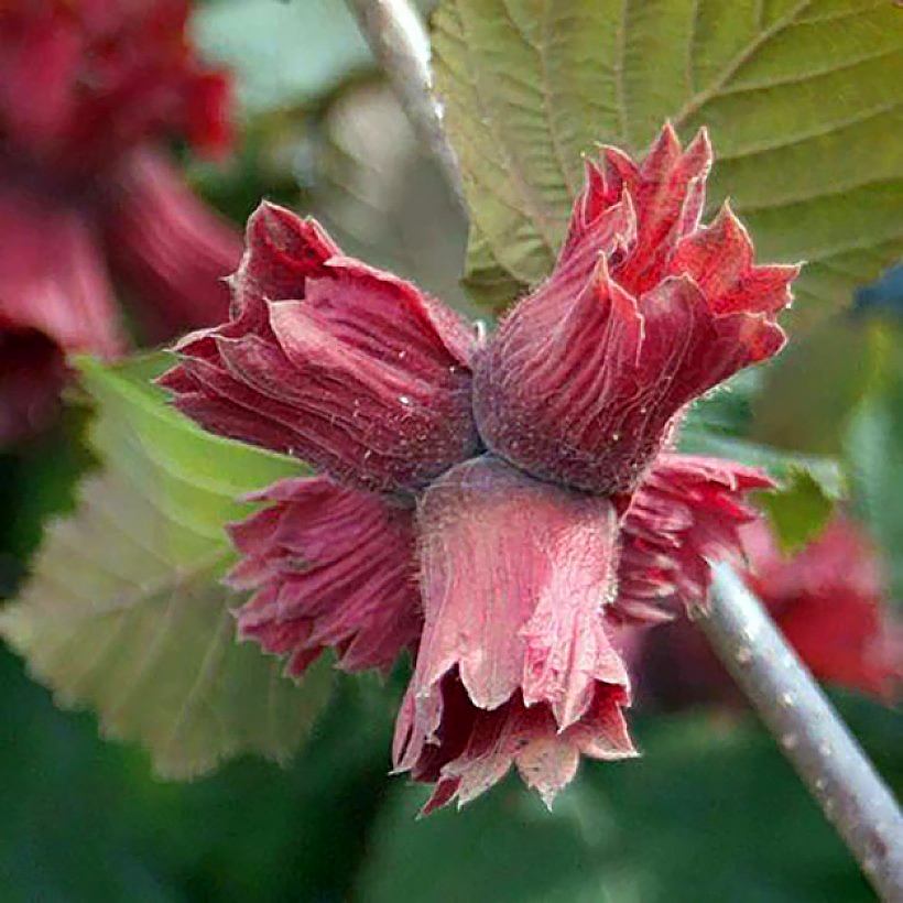Noisetiers - Corylus