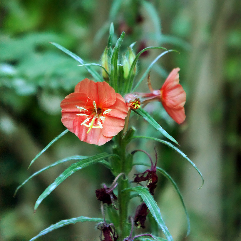 Oenothera - Onagres - Primevère du Soir