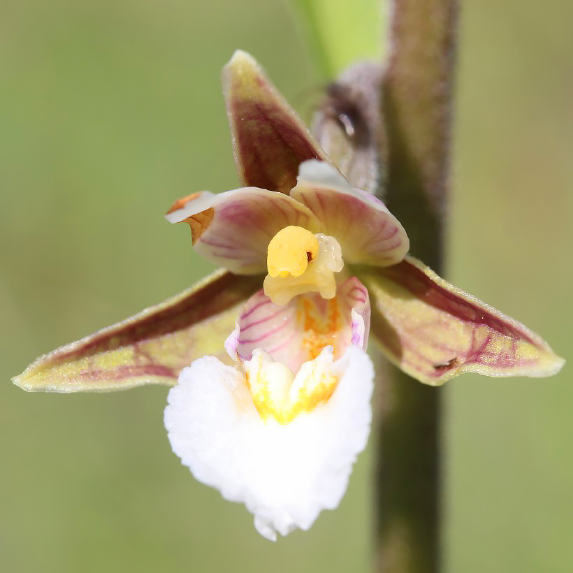 Trio d'orchidées et son cache-pot blanc