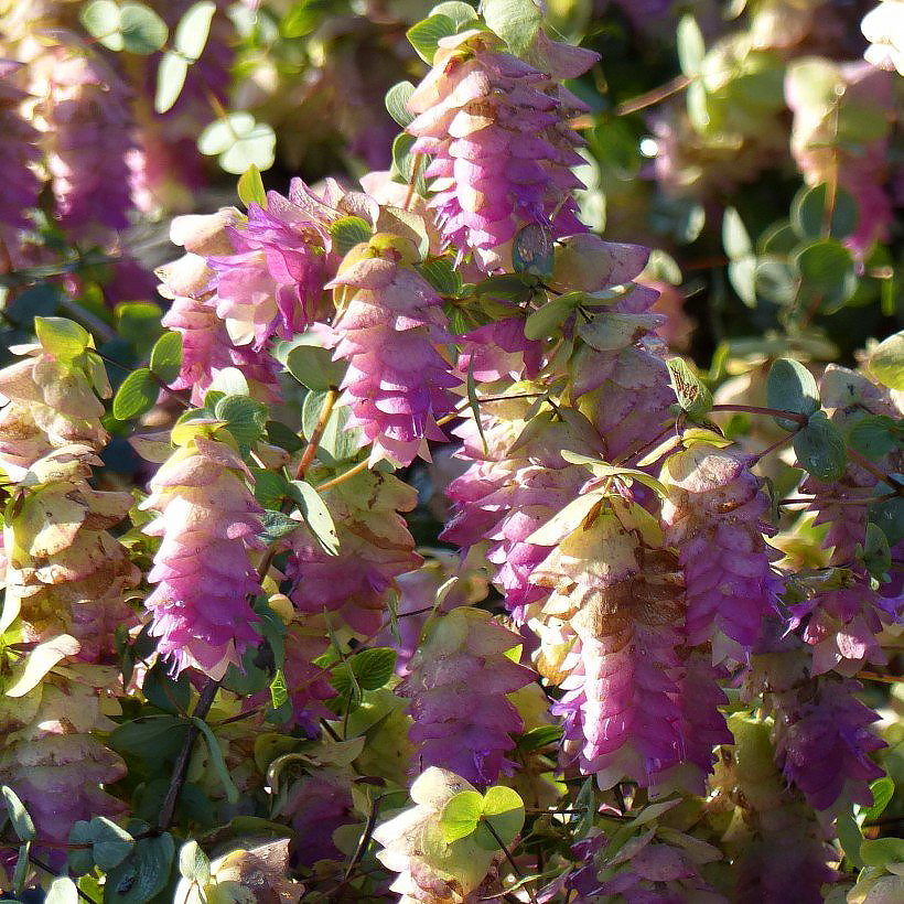 Origan, origanum